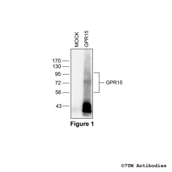 Validation of the GPR15 Receptor in transfected HEK293 cells