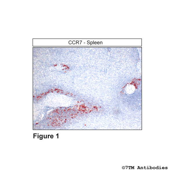 CCR7 (IHC-grade), CC Chemokine Receptor 7 Antibody