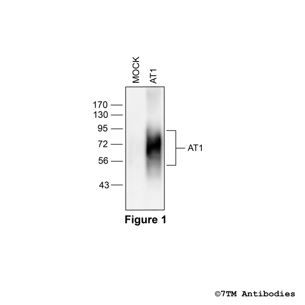 Validation of the Angiotensin Receptor 1 in transfected HEK293 cells