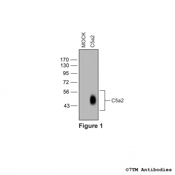 Validation of the Complement C5a Receptor 2 in transfected HEK293 cells.