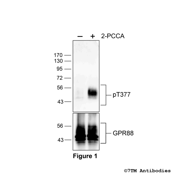 Agonist-induced Threonine377 phosphorylation of GPR88-Receptor