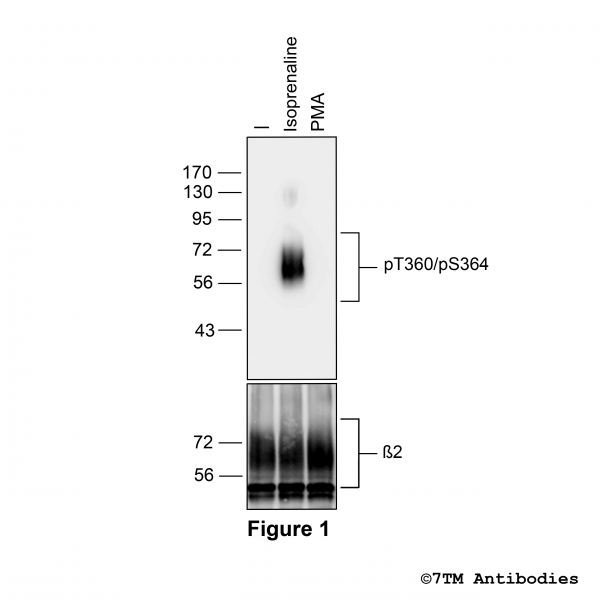 Agonist-induced Threonine360/Serine364 phosphorylation of the β2 Adrenoceptor
