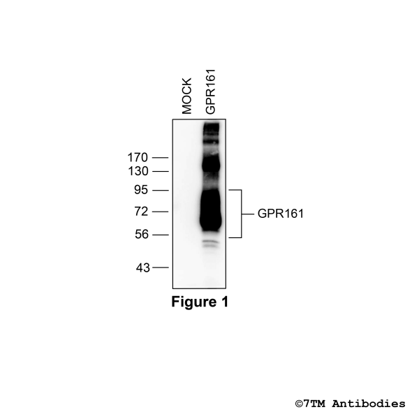 Validation of the GPR161 Receptor in transfected HEK293 cells