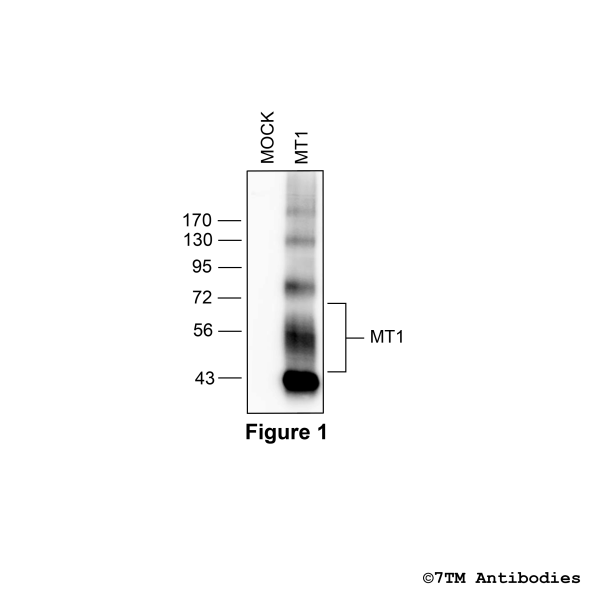 MT1 (non-phospho) Melatonin Receptor 1 Antibody