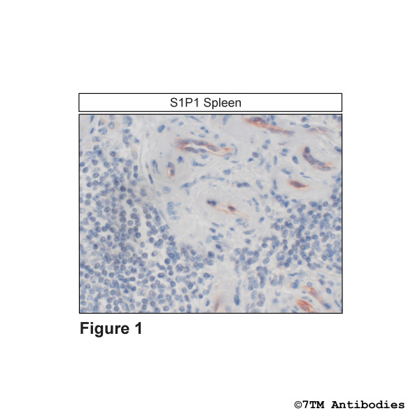 Immunohistochemical identification of S1P1 Receptor in human spleen