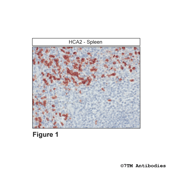 HCA2 (GP-IHC-grade), Hydroxycarboxylic Acid Receptor 2 Antibody, Guinea Pig