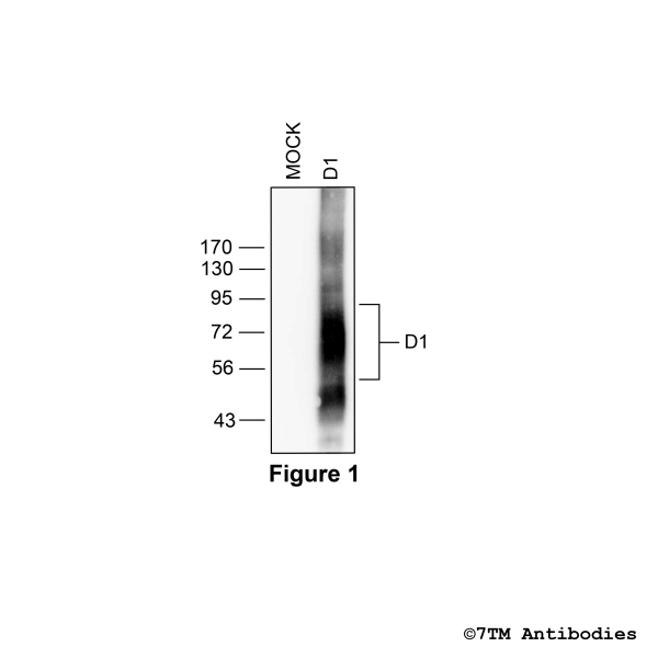 D1 [UMB10] (RM-non-phospho), Dopamine Receptor 1 Antibody, Rabbit Monoclonal