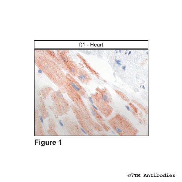 β1 (GP-IHC-grade), β1-Adrenoceptor Antibody, Guinea Pig