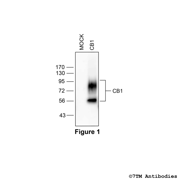 Validation of the Cannabinoid Receptor 1 in transfected HEK293 cells