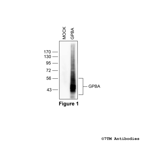 Validation of the GPBA Receptor in transfected HEK293 cells.