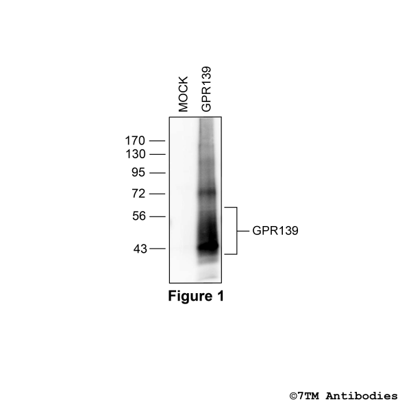 GPR139 (non-phospho), G protein-coupled Receptor 139 Antibody