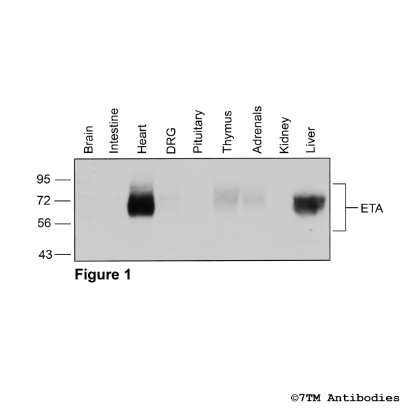  Indentification of the Endothelin Receptor A in mouse tissues.