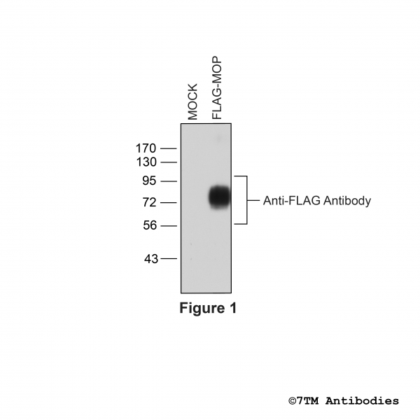 Validation of FLAG-tagged µ-Opioid Receptor in transfected HEK293 cells.
