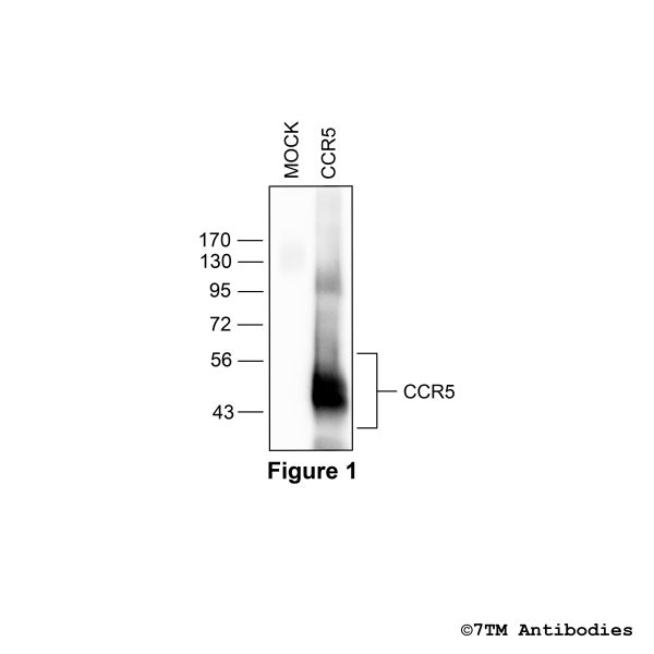 Validation of the CC Chemokine Receptor 5 in transfected HEK293 cells
