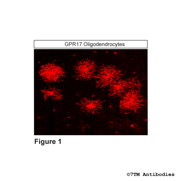 Immunohistochemical identification of G Protein-coupled Receptor 17 in oligodendrocytes