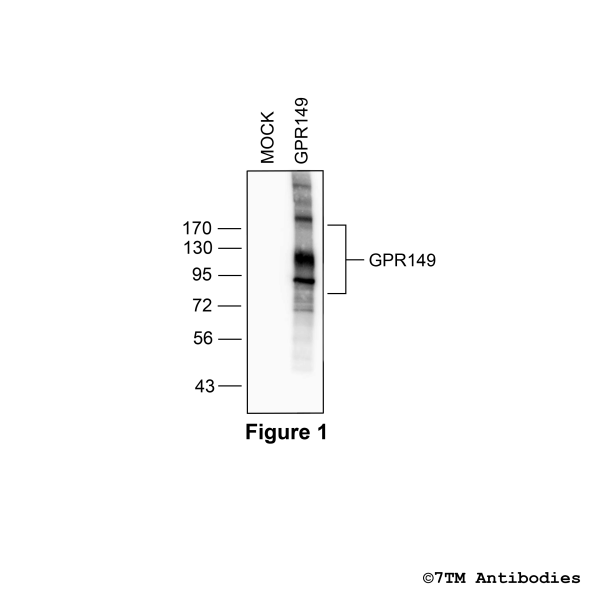 GPR149 (non-phospho), G protein-coupled Receptor 149 Antibody