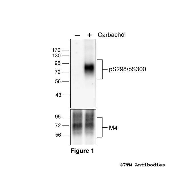 Agonist-induced Serine298/Serine300 phosphorylation of the M4 Muscarinic Acetylcholine Receptor