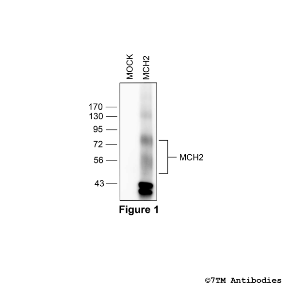 MCH2 (non-phospho) Melanin-Concentrating Hormone Receptor 2 Antibody