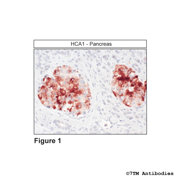 Immunohistochemical identification of the Hydroxycarboxylic Acid Receptor 1 in pancreas
