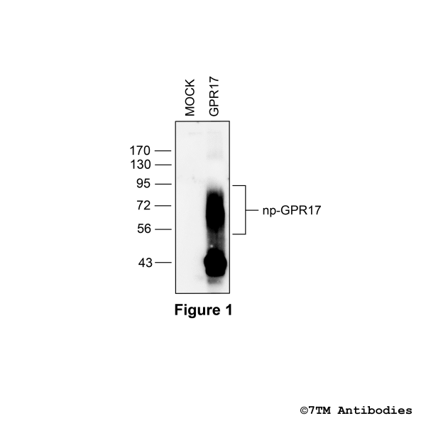 Validation of the G Protein-coupled Receptor 17 in transfected HEK293 cells