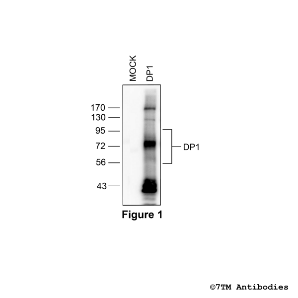 Validation of the DP1 Prostanoid Receptor in transfected HEK293 cells
