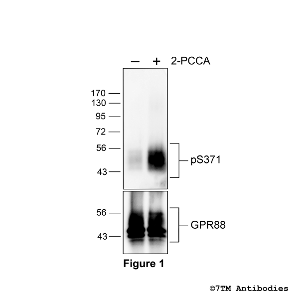 Agonist-induced Serine371 phosphorylation of GPR88-Receptor.