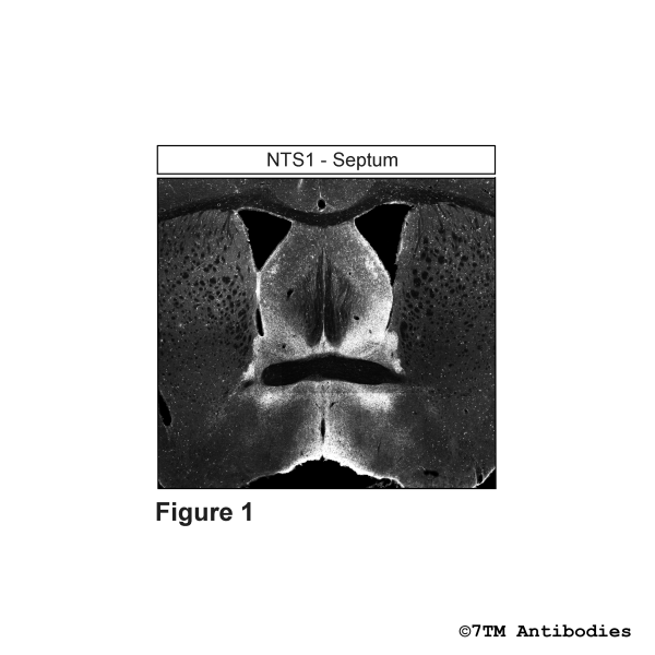 NTS1 (GP-IHC-grade), Neurotensin Receptor 1 Antibody, Guinea Pig