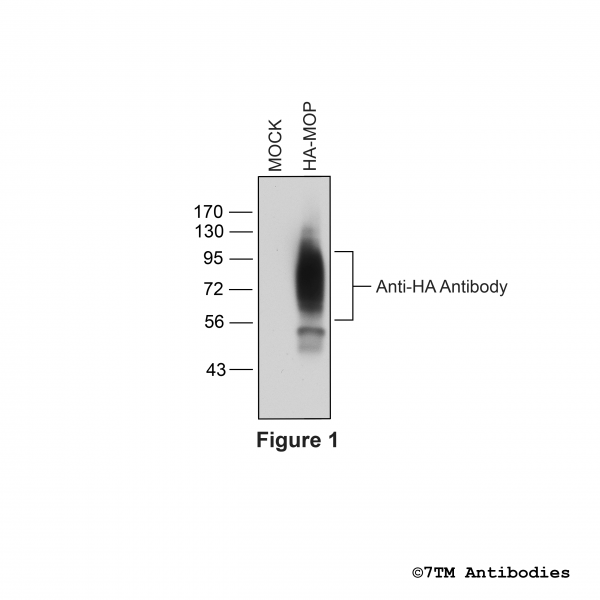 Validation of HA-tagged µ-Opioid Receptor in stable HEK293 cell lines.