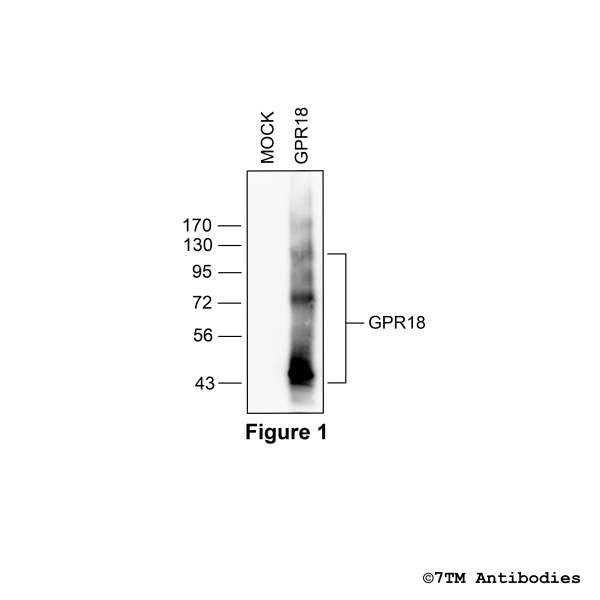 GPR18 (non-phospho), G protein-coupled Receptor 18 Antibody