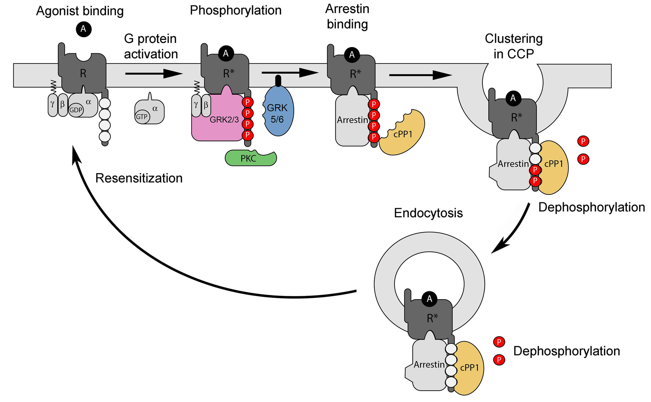 Lifecycle3