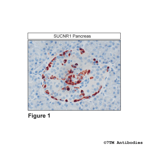 Immunohistochemical identification of SUCNR1 Receptor in Pancreas
