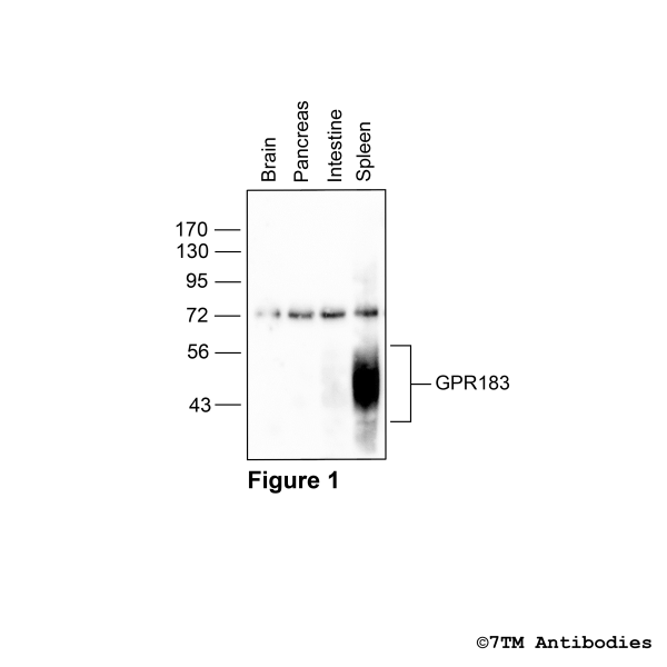 GPR183 (GP-non-phospho), Oxysterol Receptor Antibody, Guinea Pig