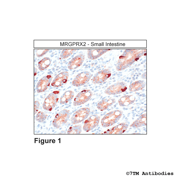 Immunohistochemical identification of MRGPRX2 Receptor in small intestine