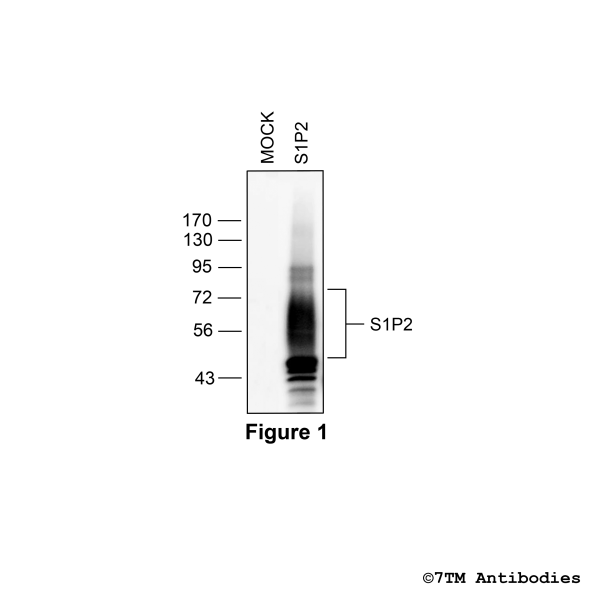 S1P2 (non-phospho), Sphingosine 1-Phosphate Receptor 2 Antibody