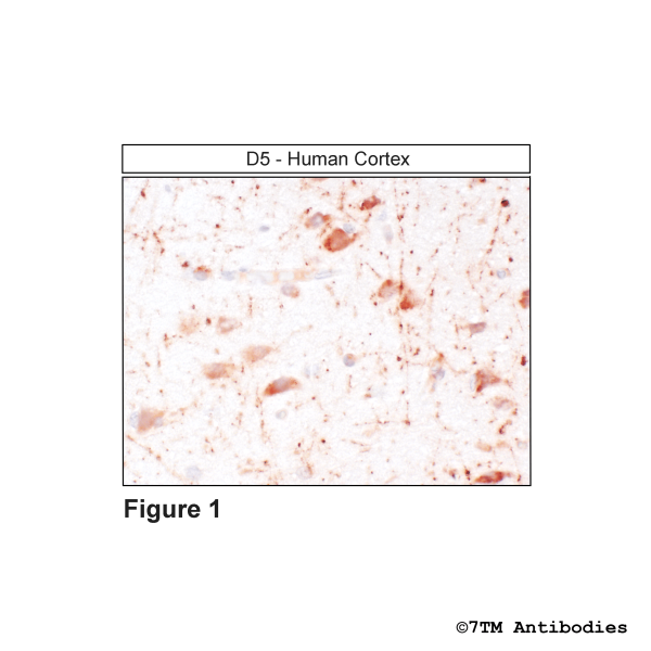  Immunohistochemical identification of Dopamine Receptor 5 in human cortex