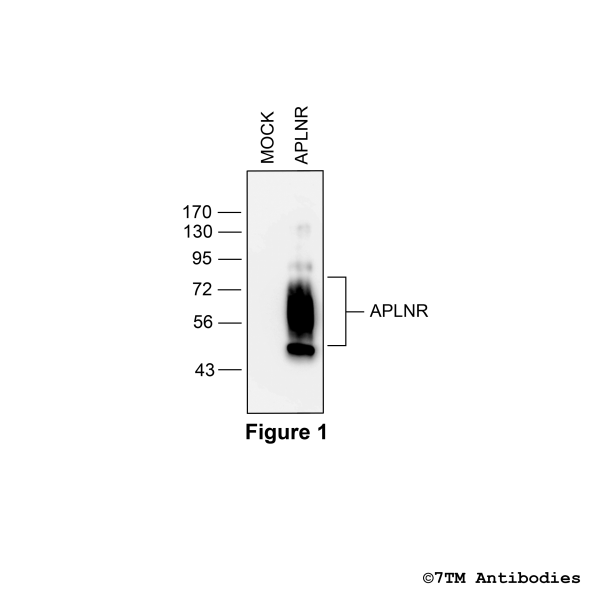 Validation of the APLN Receptor in transfected HEK293 cells