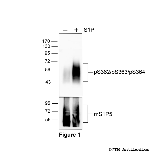 Agonist-induced Serine362/Serine363/Serine364 phosphorylation of the mouse Sphingosine 1-Phosphate Receptor 5