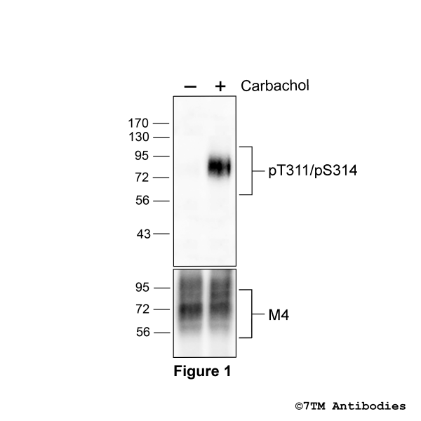pT311/pS314-M4 (phospho-M4 Muscarinic Acetylcholine Receptor Antibody)
