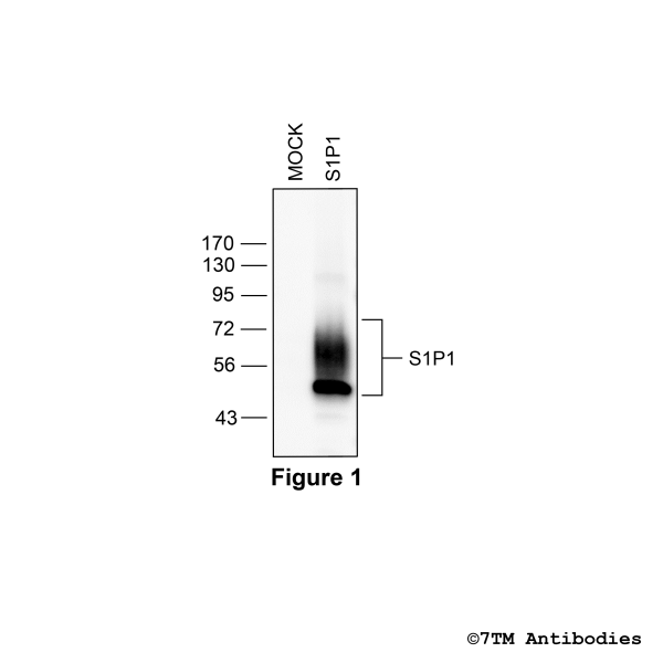 Validation of the S1P1 Receptor in transfected HEK293 cells