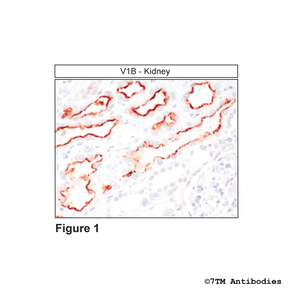 Immunohistochemical identification of Vasopressin Receptor 1B in kidney
