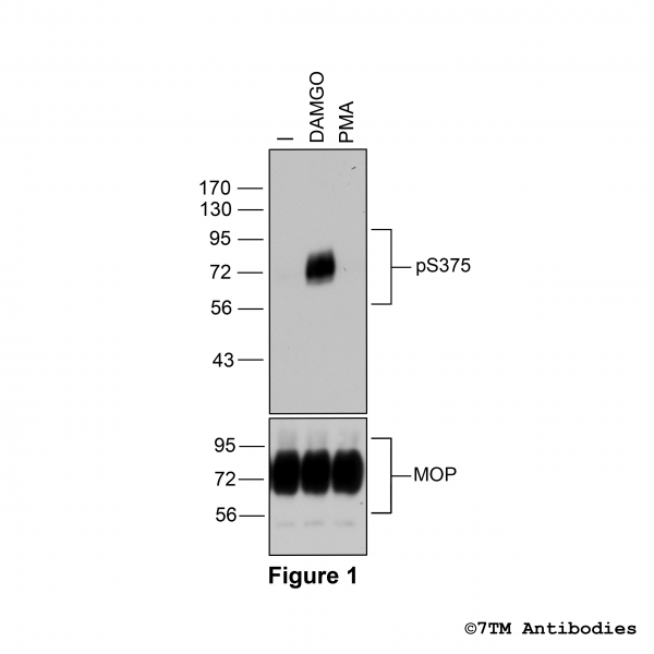 Figure 1. Agonist-induced Serine375 phosphorylation of the µ-opioid receptor.