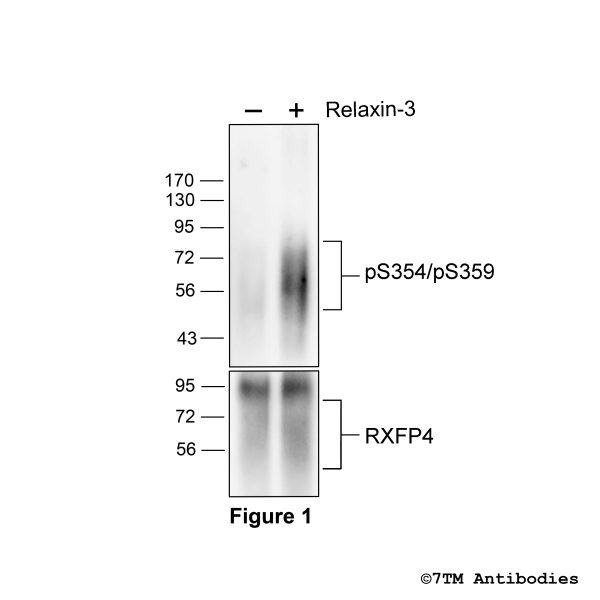 pS354/pS359-RXFP4 (phospho-Relaxin Receptor 4 Antibody)